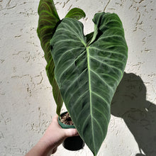 Load image into Gallery viewer, #D14 Large Philodendron Splendid (Melanochrysum x Verrucosum)