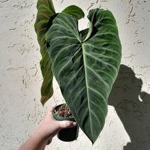 Load image into Gallery viewer, #D14 Large Philodendron Splendid (Melanochrysum x Verrucosum)