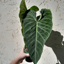 Load image into Gallery viewer, #D14 Large Philodendron Splendid (Melanochrysum x Verrucosum)