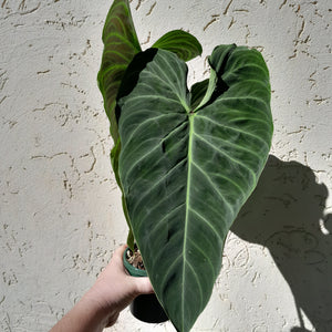 #D14 Large Philodendron Splendid (Melanochrysum x Verrucosum)