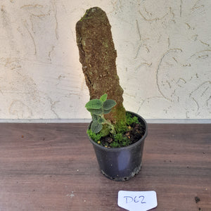 #D62 Piper Clypeatum / Rhaphidophora Versteegii