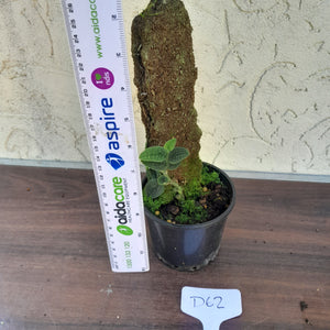 #D62 Piper Clypeatum / Rhaphidophora Versteegii