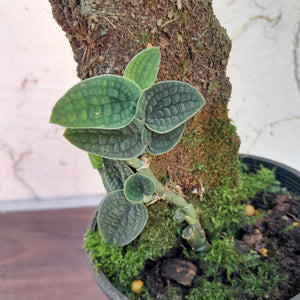 #D62 Piper Clypeatum / Rhaphidophora Versteegii