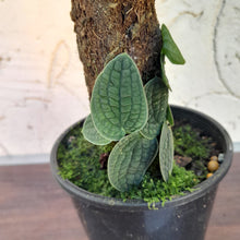 Load image into Gallery viewer, #D62 Piper Clypeatum / Rhaphidophora Versteegii