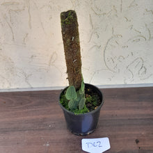 Load image into Gallery viewer, #D62 Piper Clypeatum / Rhaphidophora Versteegii