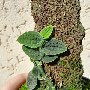 #D62 Piper Clypeatum / Rhaphidophora Versteegii