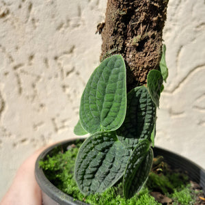 #D62 Piper Clypeatum / Rhaphidophora Versteegii
