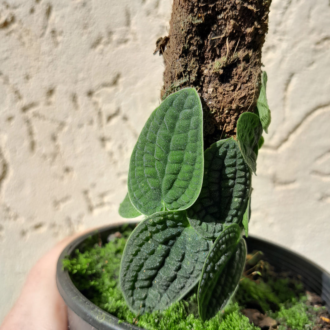 #D62 Piper Clypeatum / Rhaphidophora Versteegii