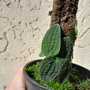 #D62 Piper Clypeatum / Rhaphidophora Versteegii