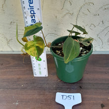 Load image into Gallery viewer, #D51 Variegated Philodendron Hederaceum var. Hederaceum (Micans)
