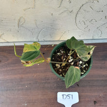 Load image into Gallery viewer, #D51 Variegated Philodendron Hederaceum var. Hederaceum (Micans)