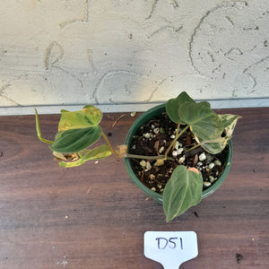 #D51 Variegated Philodendron Hederaceum var. Hederaceum (Micans)