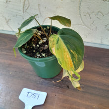 Load image into Gallery viewer, #D51 Variegated Philodendron Hederaceum var. Hederaceum (Micans)