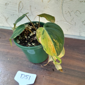 #D51 Variegated Philodendron Hederaceum var. Hederaceum (Micans)