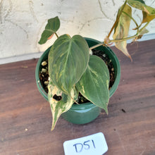 Load image into Gallery viewer, #D51 Variegated Philodendron Hederaceum var. Hederaceum (Micans)