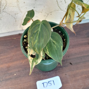 #D51 Variegated Philodendron Hederaceum var. Hederaceum (Micans)