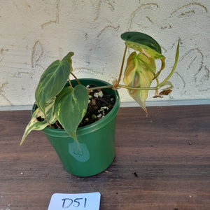#D51 Variegated Philodendron Hederaceum var. Hederaceum (Micans)