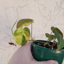 Load image into Gallery viewer, #D51 Variegated Philodendron Hederaceum var. Hederaceum (Micans)