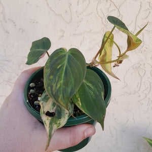 #D51 Variegated Philodendron Hederaceum var. Hederaceum (Micans)