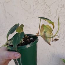 Load image into Gallery viewer, #D51 Variegated Philodendron Hederaceum var. Hederaceum (Micans)