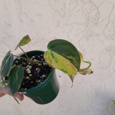 #D51 Variegated Philodendron Hederaceum var. Hederaceum (Micans)