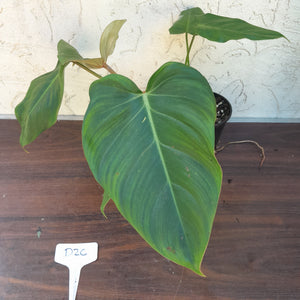 #D26 Philodendron Jose Buono x Pastazanum