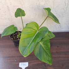 Load image into Gallery viewer, #D26 Philodendron Jose Buono x Pastazanum