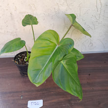 Load image into Gallery viewer, #D26 Philodendron Jose Buono x Pastazanum