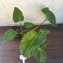 Load image into Gallery viewer, #D26 Philodendron Jose Buono x Pastazanum