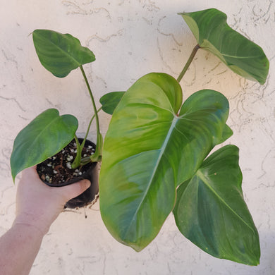 #D26 Philodendron Jose Buono x Pastazanum