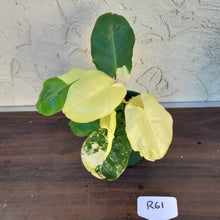 Load image into Gallery viewer, #R61 Variegated Philodendron Burle Marx - Non TC Enliven