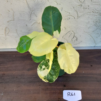 #R61 Variegated Philodendron Burle Marx - Non TC Enliven