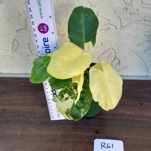 Load image into Gallery viewer, #R61 Variegated Philodendron Burle Marx - Non TC Enliven