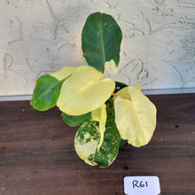 Load image into Gallery viewer, #R61 Variegated Philodendron Burle Marx - Non TC Enliven