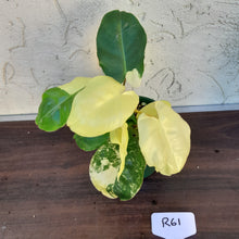 Load image into Gallery viewer, #R61 Variegated Philodendron Burle Marx - Non TC Enliven