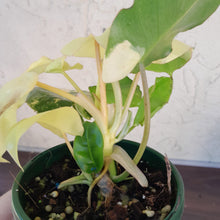 Load image into Gallery viewer, #R61 Variegated Philodendron Burle Marx - Non TC Enliven