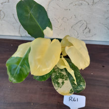 Load image into Gallery viewer, #R61 Variegated Philodendron Burle Marx - Non TC Enliven