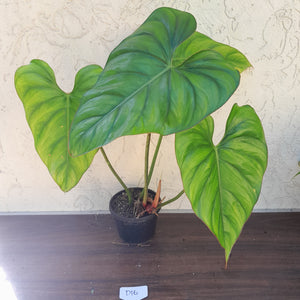 #D16 Large Philodendron El Guapo
