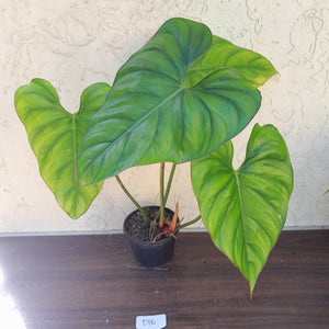 #D16 Large Philodendron El Guapo