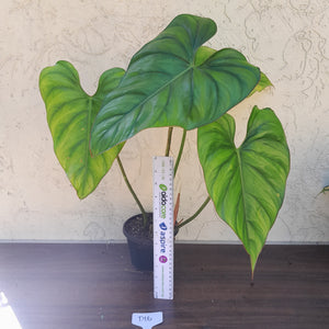 #D16 Large Philodendron El Guapo