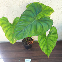 Load image into Gallery viewer, #D16 Large Philodendron El Guapo