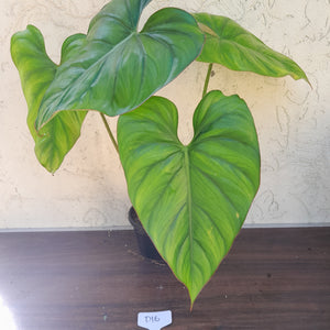 #D16 Large Philodendron El Guapo
