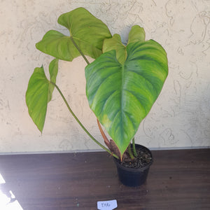 #D16 Large Philodendron El Guapo
