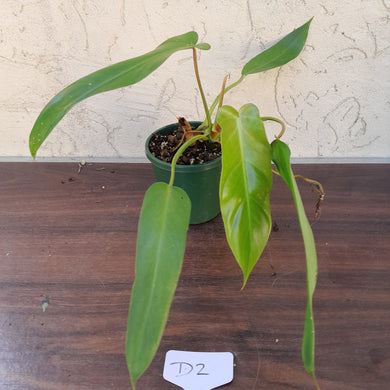#D2 Philodendron Bernardopazii