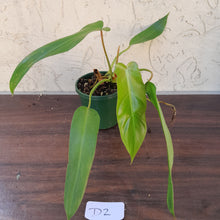 Load image into Gallery viewer, #D2 Philodendron Bernardopazii