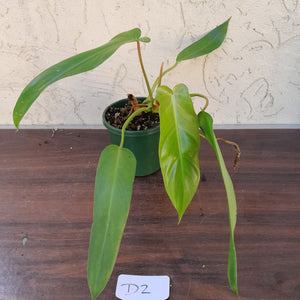 #D2 Philodendron Bernardopazii