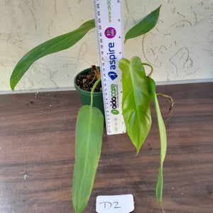 #D2 Philodendron Bernardopazii