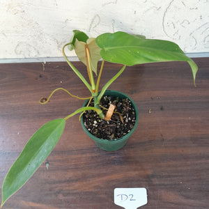 #D2 Philodendron Bernardopazii