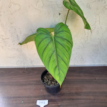 Load image into Gallery viewer, #D52 Large Philodendron El Guapo
