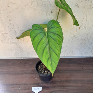 #D52 Large Philodendron El Guapo